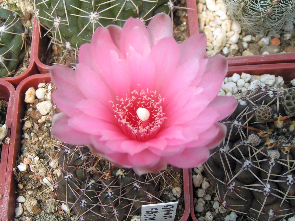 Gymnocalycium friedlii